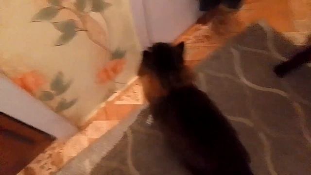 Кот Марс. Вечерний хоровод.