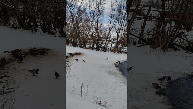 Приехали кормить диких уток, а они тут вовсю летают 😁🦆