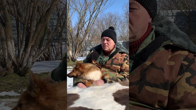 Ненецкая оленегонная лайка. Используют ли эту породу ненцы в упряжках? «Вопрос-Ответ».