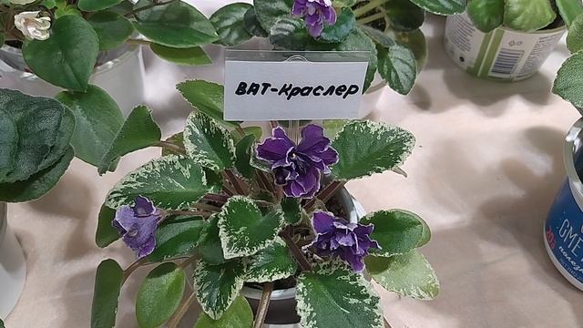 уфа новости сегодня выставка цветоав разных комнатных растений 2 марта 2025