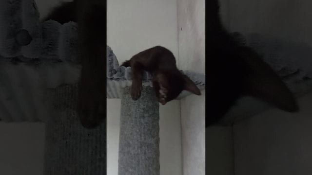 Клякса. голос-дети.