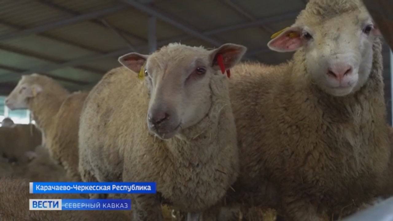 Успехи группы компаний «Дамате» в производстве и экспорте баранины