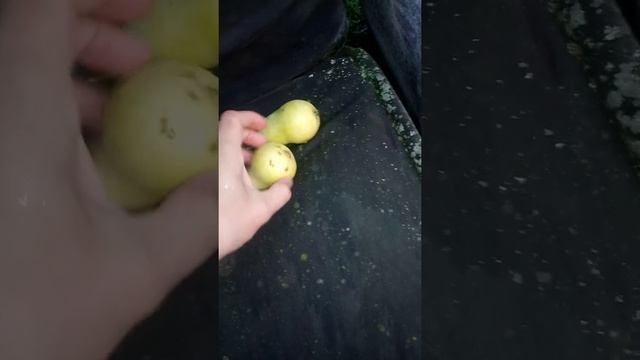 Урожай груш.