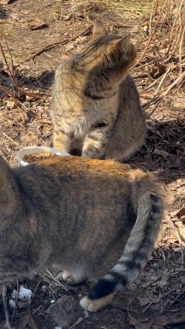 А котики то совсем не худенькие