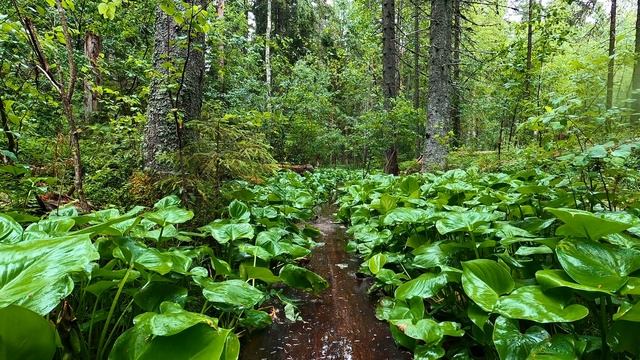 Прогулка на природе. Вкрадчивый дождик в летнем лесу. Яркие краски леса. Релакс.