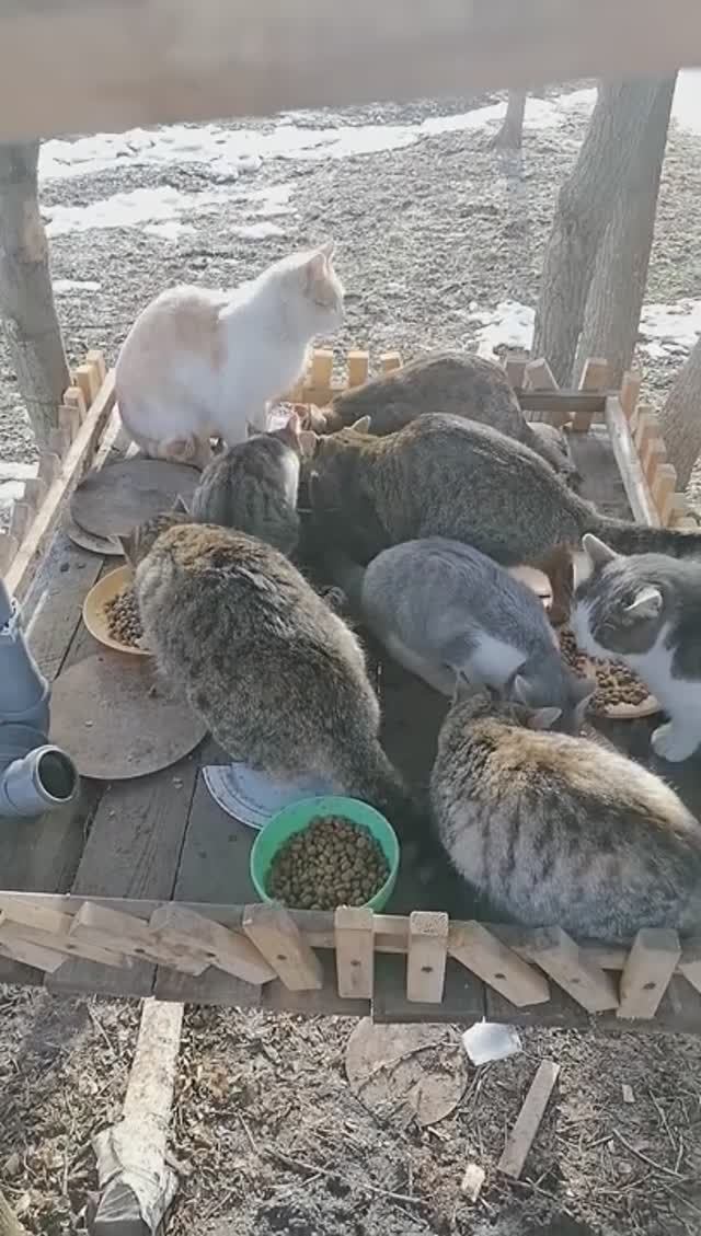 Презентация котиков