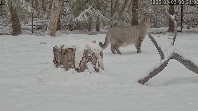 Кот пробежал мимо пенька - сало на месте- потом зайду