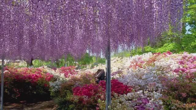 САДЫ ЯПОНИИ. ВЕСНА ПАРК АСИКАГА . ЦВЕТЕНИЕ ПРЕКРАСНОЙ ГЛИЦИНИИ О-Фудзи 2021