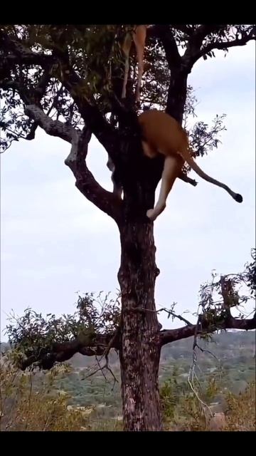 лев 🦁 опасная животные #зверей #опасные #рутуб