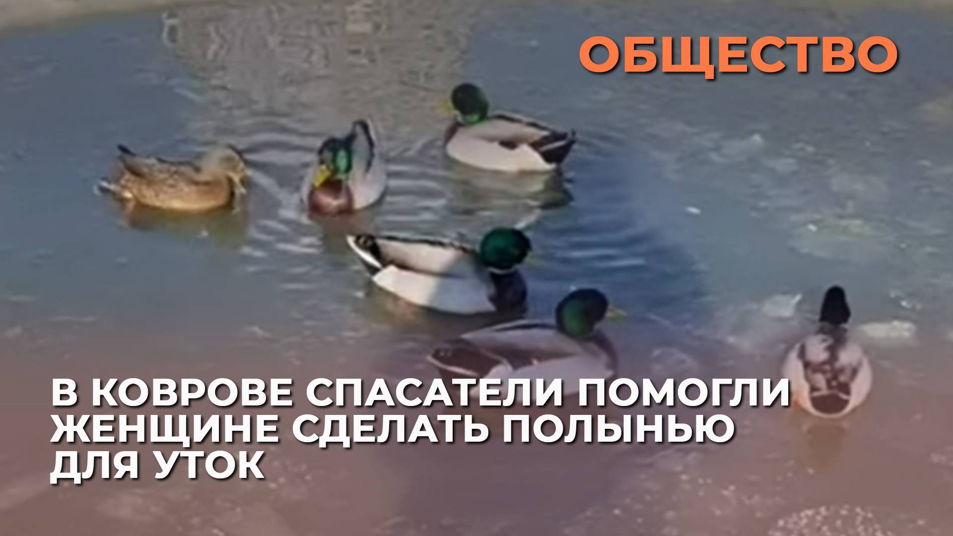 В Коврове спасатели помогли женщине сделать полынью для уток