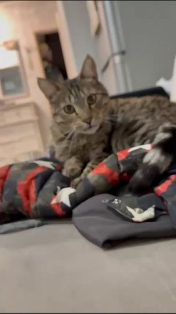 Мой котик)