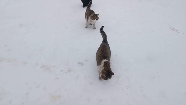 коты в монастыре