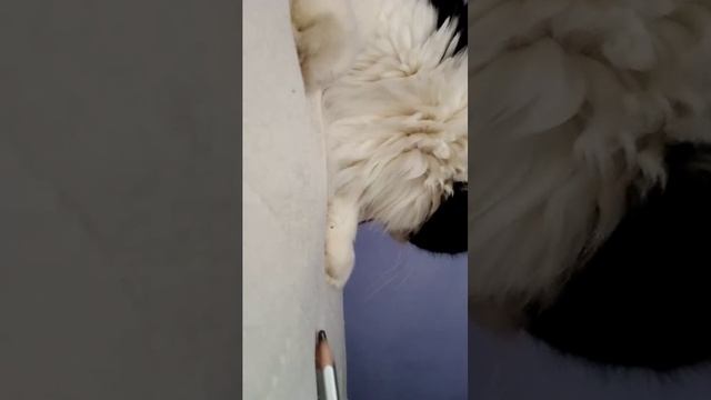 вечерняя трансляция