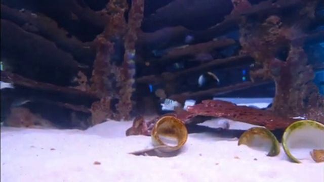 Stunning Aquarium Relax Music, Beautiful Aquarium Coral Reef.Гитара