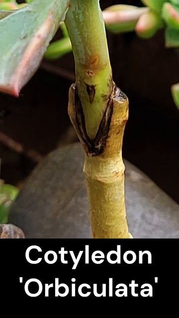 Experimenting on Echeveria Pagoda grafting onto various succulent rootstock.