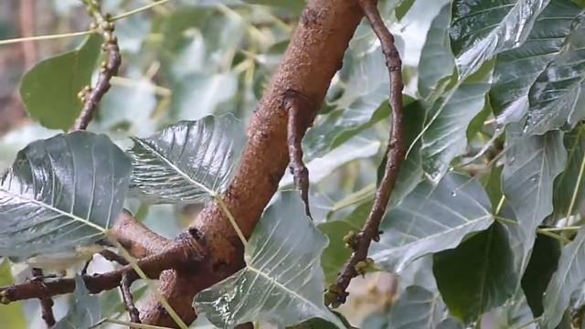 Olive-backed sunbird (female) - Cinnyris jugularis 02