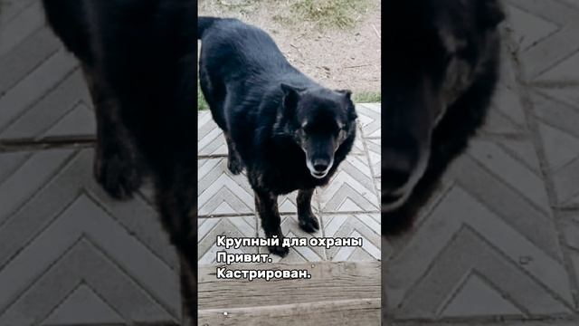 Собаки ищут дом!