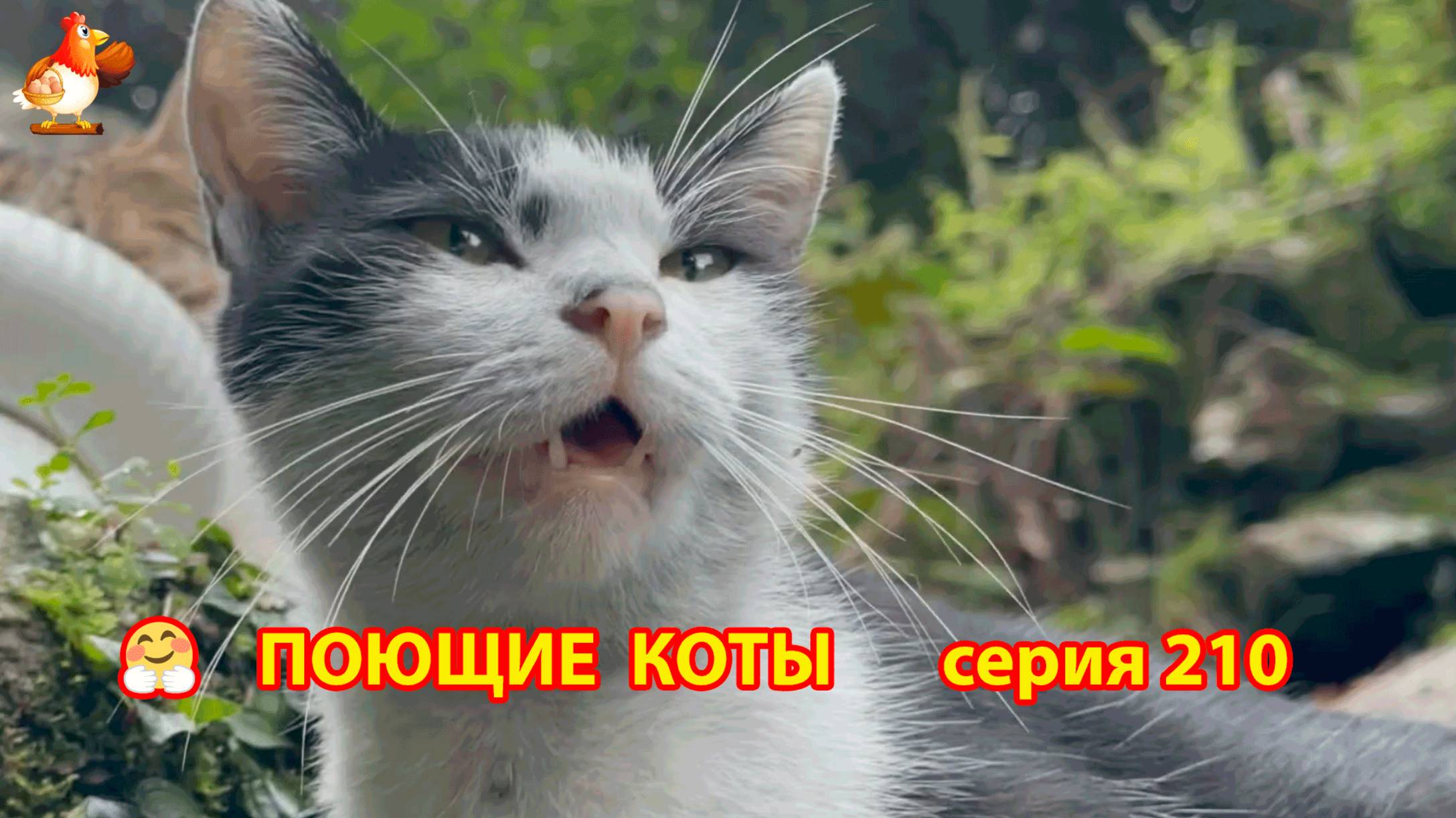 Крутые коты у птичьего двора серия (210) 🐈🐈😹 Природа Абхазии и подворье с птицами и животными ❣