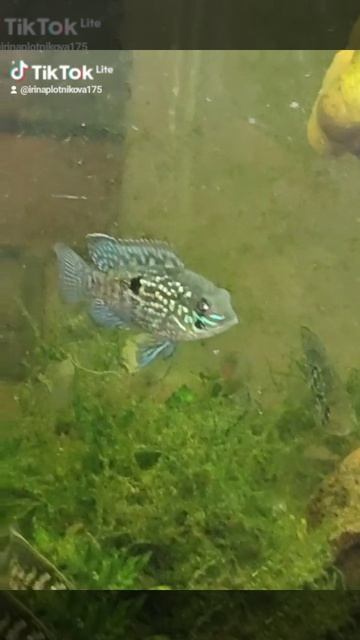 1000070770.цихлида голубовато пятнистая