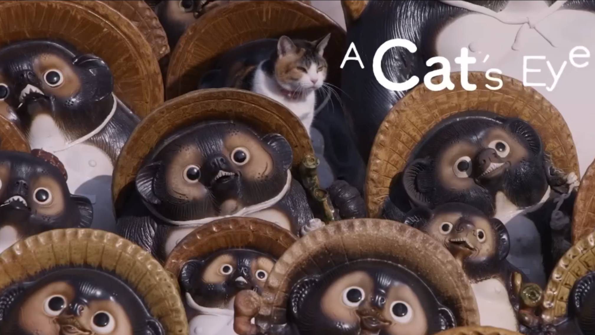 SHIGA - Cats eye