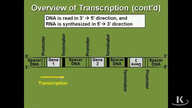 09. Биохимия - Раздел I Транскрипция и процессинг РНК - Обзор транскрипции