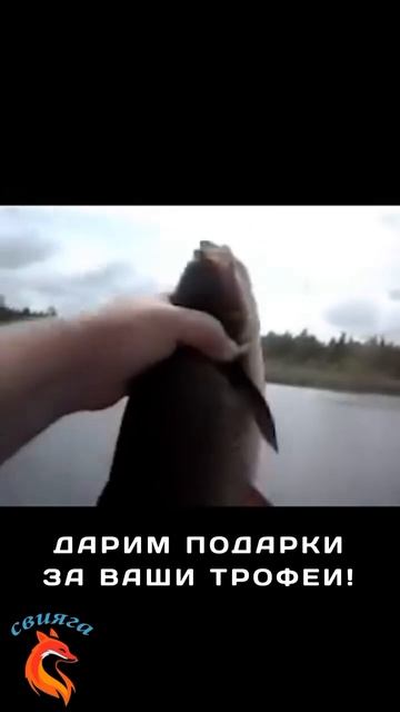 🎣 Поймать «рыбу мечты» и получить за это подарки?