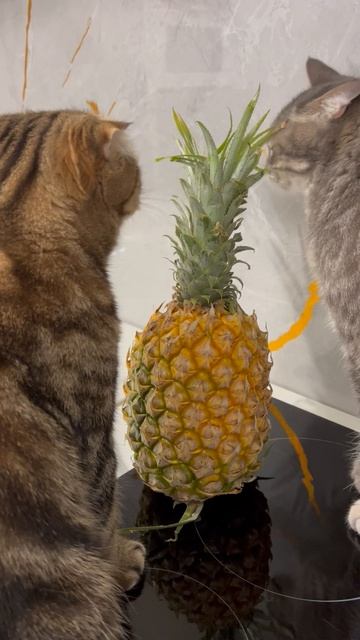 Кошки и ананас 🐱🍍