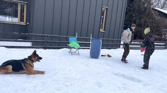 Школа для собак Джанико. Дрессировка немецкой овчарки Лаки по курсу «Городская защитная собака»