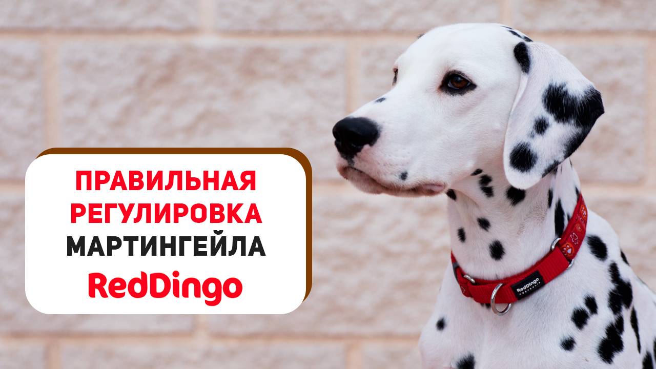 Как правильно отрегулировать ошейник-мартингейл Red Dingo 🐶