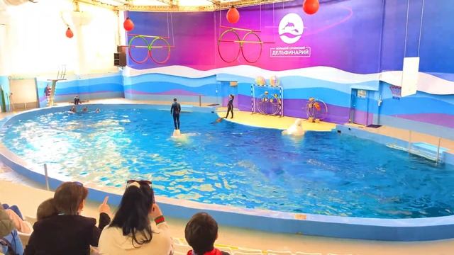 Amazing Dolphinshow in Sochi Russia |4k| seal stunts | beluga whales dance | bottle nose dolphins|