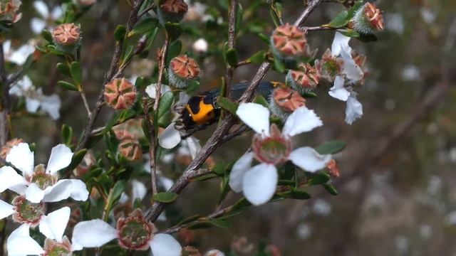 2012-10-01 ~ NSW - Sydney (western suburbs) - Castiarina pertyi (Gory & Laporte, 1838)