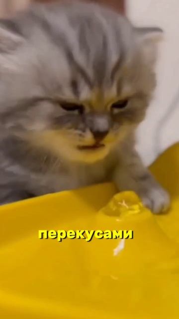Ешь много но не можешь похудеть?