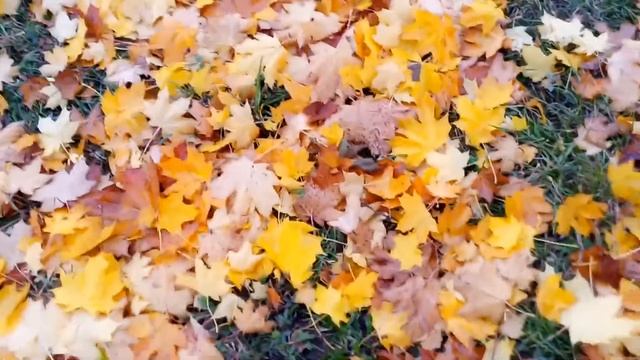 Осенний клён