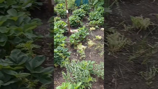 Спонтанно сьездили в деревню#с сыном на рыбалку#наш улов#мать года