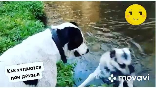 Как купаются мои друзья VS. как купаюсь я. Собаки на речке. #алабай #туркменкала #питомникалабаев
