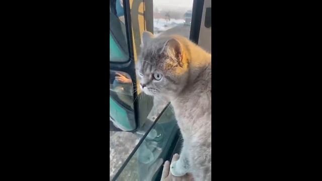 Кот растёт охранником