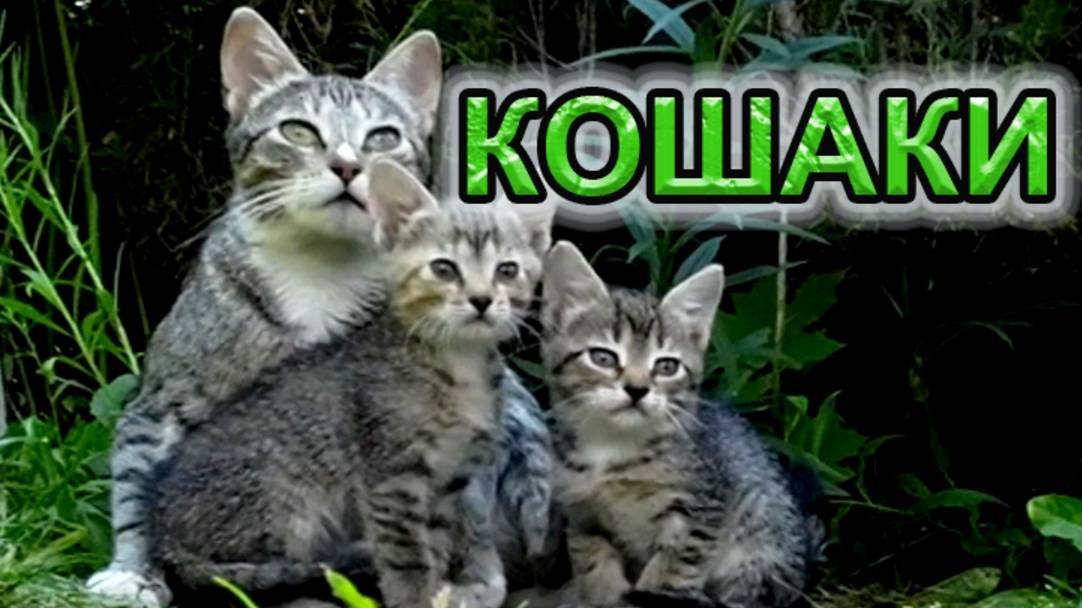 Котята