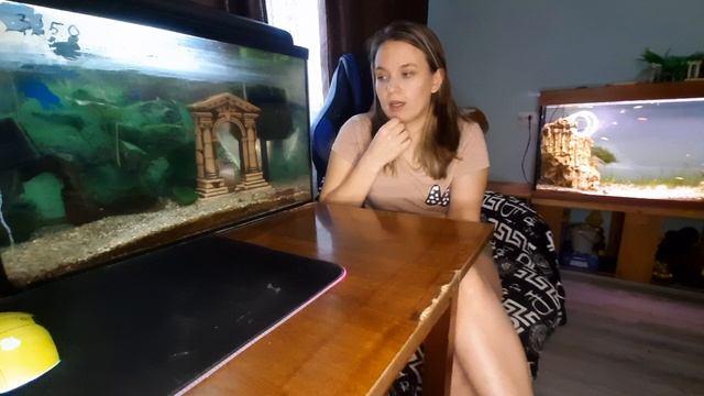 подготовка аквариума для аксалотля