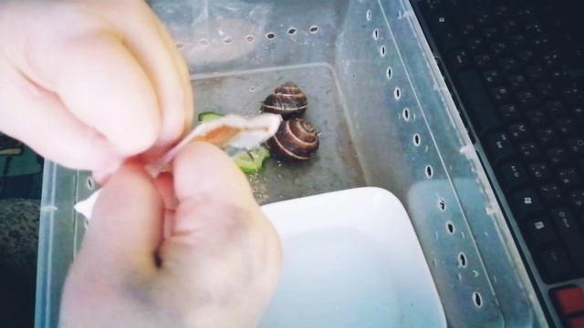 3.03.25г/обед и уход улиток👌💯🐌🐌