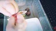 3.03.25г/обед и уход улиток👌💯🐌🐌