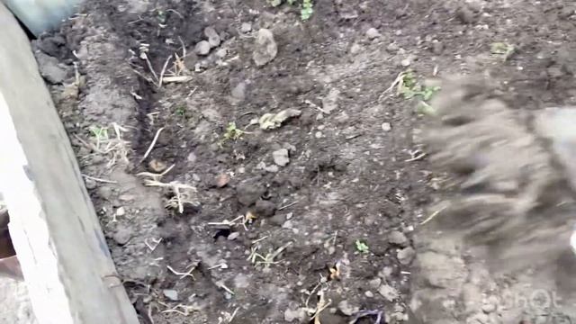 На повестке дня слоеный пирог и ленивый компост на грядке.