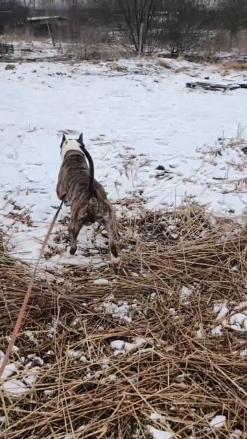 Кайсан #шереметьевский #приют