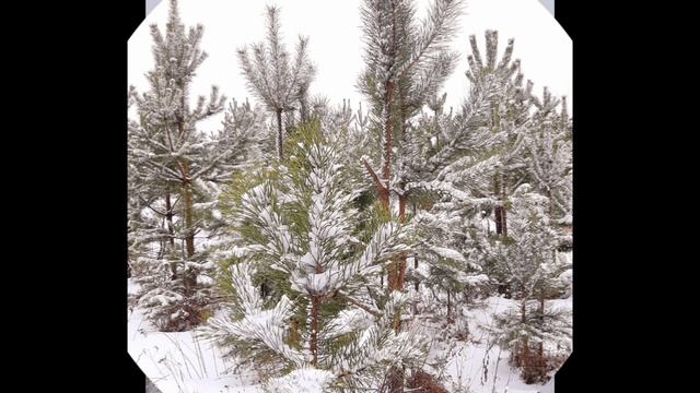 03-03-2025 Кружит снежок красиво ложится на Землю. А зима флиртует с весной! 3 марта.... Ранняя прог