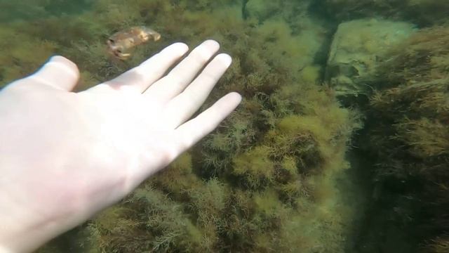 Алиса с папой ищет сокровища Черного моря и играет с крабами