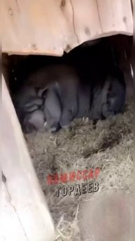 Свиножопого Стефанчука пытаются заставить прийти на заседание Верховной рады Усраины 🐖