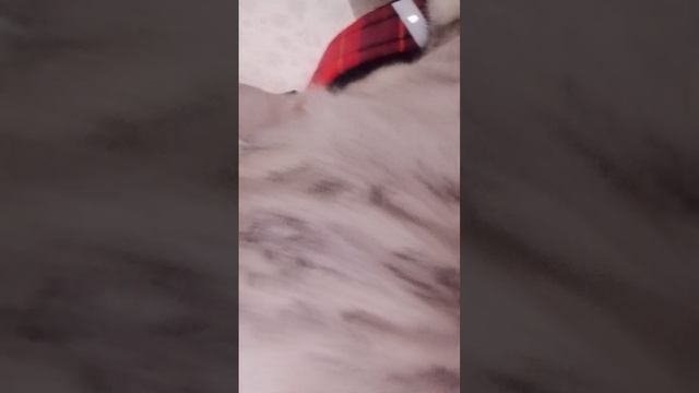 Тайсон вернулся