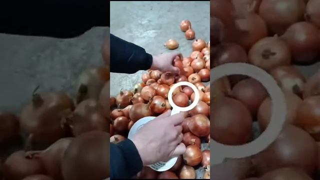Лук оптом