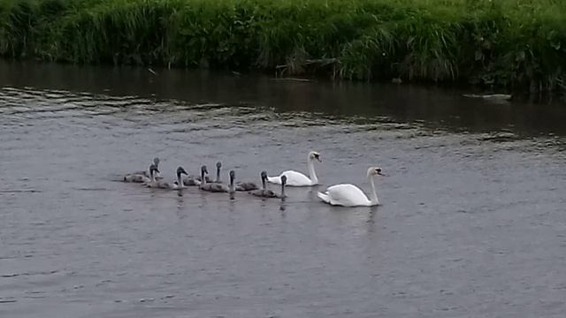 Лебеди на реке Усень👍 
Красота природы😊👍