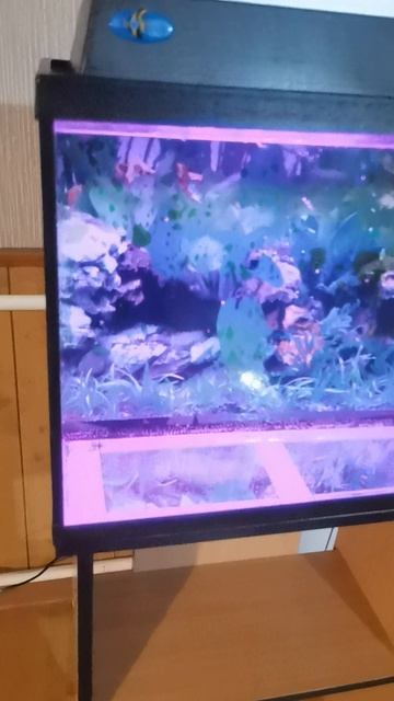 VID_20250303115.mp4
