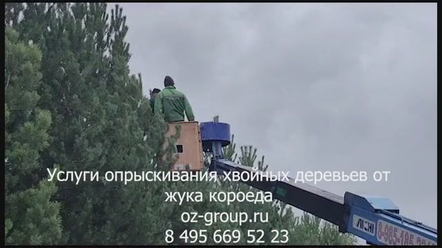 Услуги опрыскивания хвойных деревьев от жука короеда. Выезд Агрономов по Москве и области. Звоните!